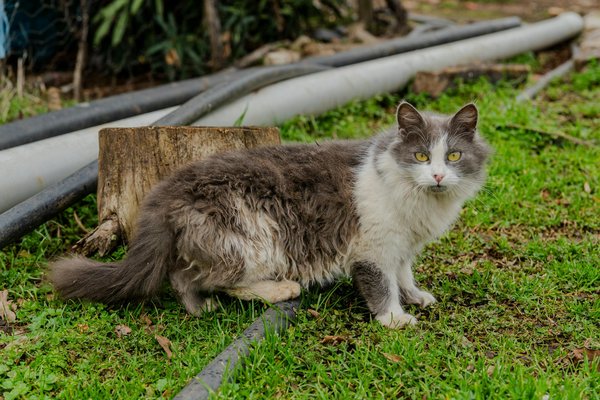 Explication simplifiée : Comment fonctionne la vaccination chez les personnes âgées?